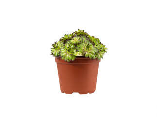 sempervivum succulent plant in vivid pot on white background 