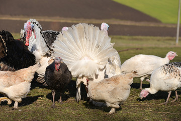 Turkeys spreading feathers to ward off potential aggression, in