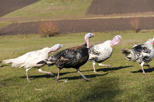 White and black turkeys running scared by a loud noise in a barn