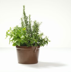 Assorted herbs in pot