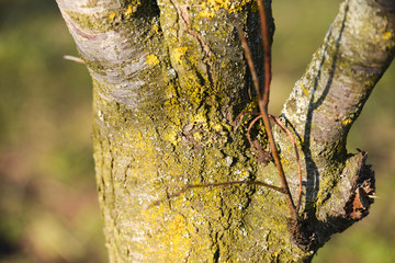 closeup of a dying tree with lichens