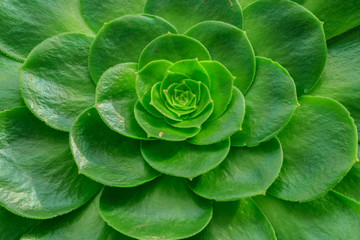 Obraz premium Cactus