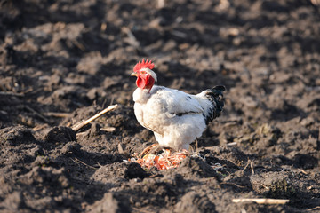 naked neck rooster on the farm yard