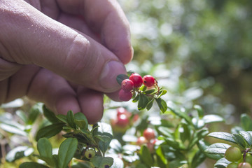 Picking lingonberries
