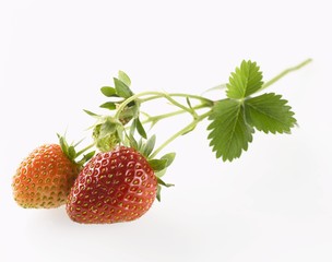 Strawberries with leaf