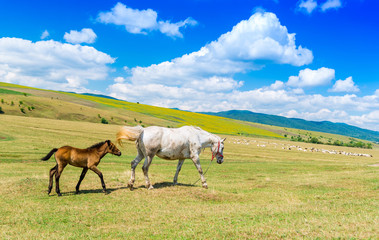 Obraz premium Mother horse and her baby on a beautifull green hill
