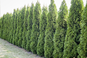 Thuja Trees