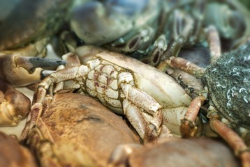 Crabs on a market stall