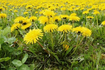 Flowering dandelions in a field