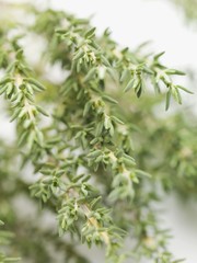 Fresh thyme