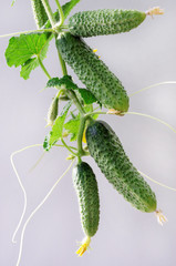 Cucumbers growing in a green house