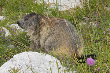 marmot - groundhog