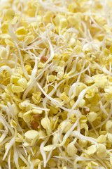 Fresh lentils sprouts (full-frame)