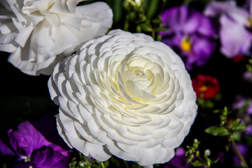Weiße Blumen