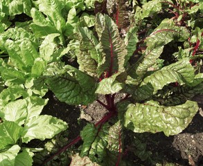 Red-ribbed chard in garden