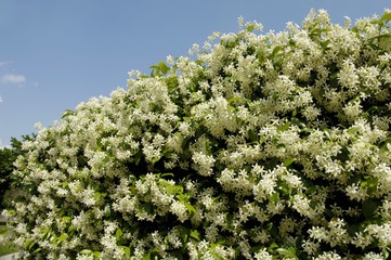 Star jasmine (Trachelospermum jasminoides) in the open air
