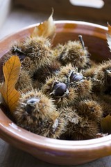 Fototapeta premium Sweet chestnuts in their prickly cases