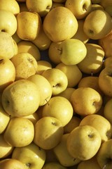 Golden Delicious apples (full-frame)
