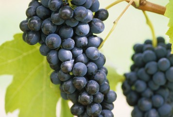 Shiraz grapes on the vine