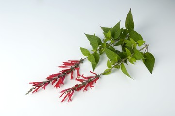 Pineapple sage with flowers