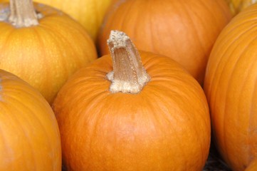 Several orange pumpkins (detail)