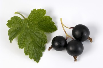 Blackcurrants with leaf