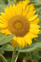 Obraz premium A sunflower