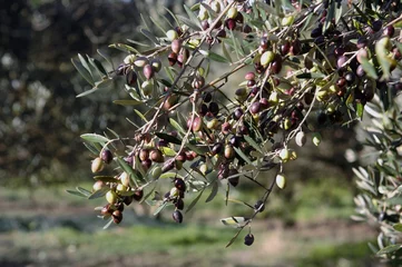 Abwaschbare Fototapete Olivenbaum Olives on the tree