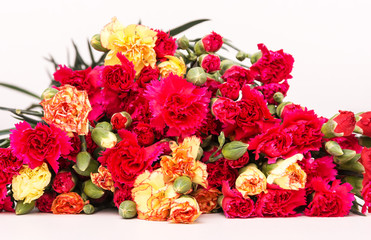 Carnation