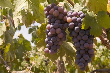 Fototapeta premium Red wine grapes on the vine (Majorca)