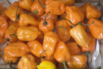 Orange Habanero chillies