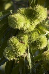 Sweet chestnuts on the tree (close-up)