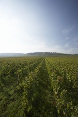 Fototapeta na wymiar Wine-growing in Burgundy