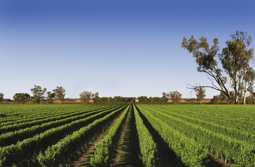 Fototapeta na wymiar Padthaway, wine region in South Australia