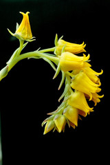 Fototapeta na wymiar Yellow Flowers