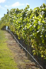 Fototapeta na wymiar Row of vines in a vineyard in New Zealand