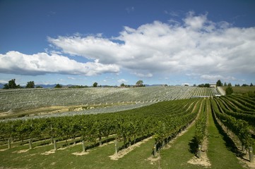 Fototapeta na wymiar Vineyard in New Zealand