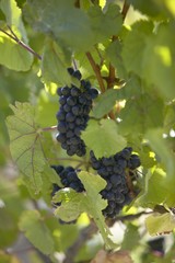 Red wine grapes on the vine, New Zealand