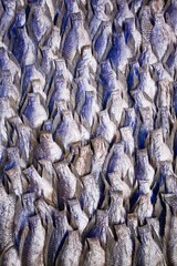 Dried fish at a market in Bangkok