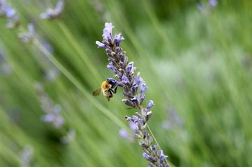 Lavender flower with bee in the field