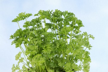 Fresh parsley