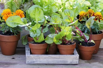 Herb and vegetable plants in pots