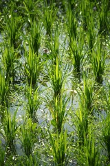 Obraz premium A green paddy field (close-up)