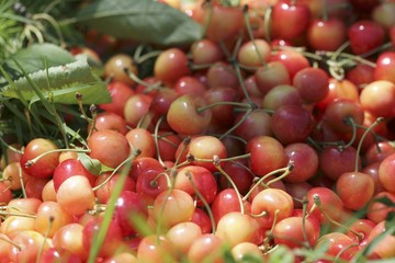 Cherries in grass