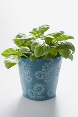 Naklejka premium Basil in flowerpot