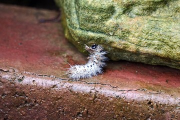 Caterpillar Climbing