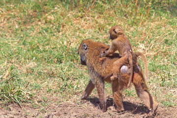 Mother and baby baboons