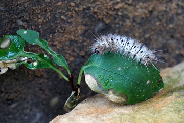 Leaf Lounger