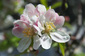 Fototapeta premium Apple blossom on the tree (close-up)