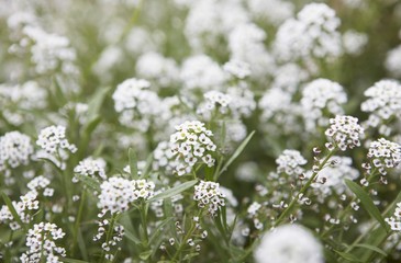 White flowers in grass